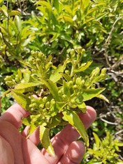 Traversia baccharoides