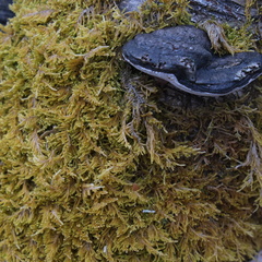 Hypnum cupressiforme filiforme