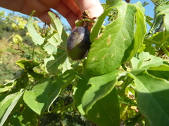 Passiflora morifolia