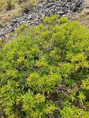 Traversia baccharoides