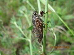 Cicadetta montana