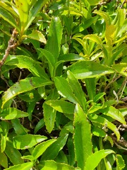 Traversia baccharoides