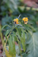 Erysimum × cheiri