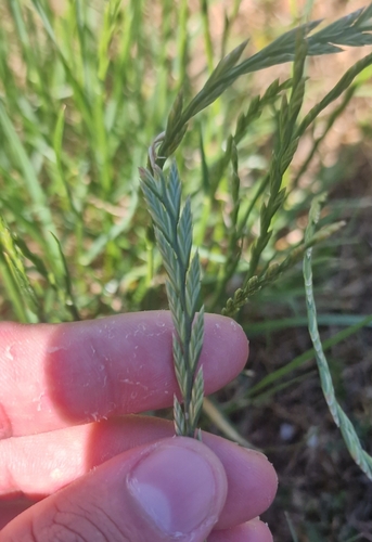 Perennial Ryegrass