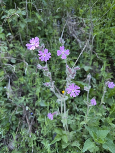 red campion
