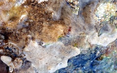 Metandrocarpa