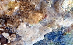 Metandrocarpa