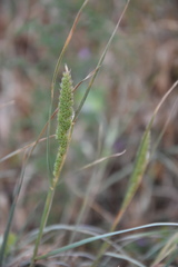 Phalaris minor