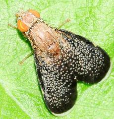 Eutreta noveboracensis