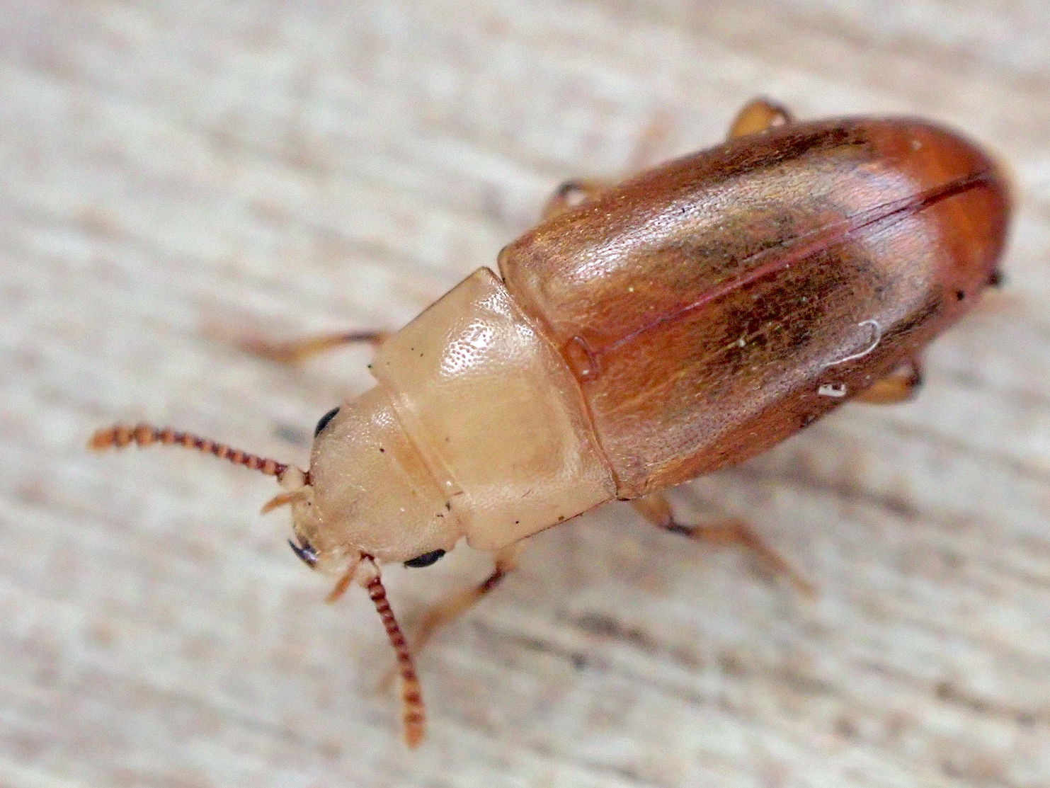 Antherophagus pallens