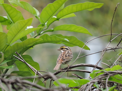 Yellow-browed Bunting, 香港蒲台島, photo 6 of 10