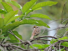 Emberiza chrysophrys