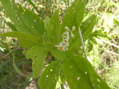 Solanum argentinum
