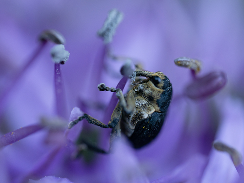 Iris weevil