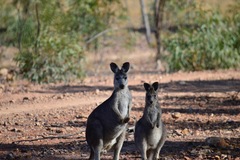 Osphranter robustus robustus