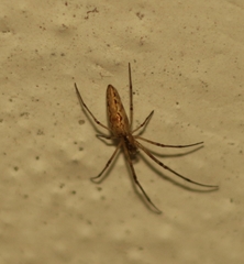 Tetragnatha mandibulata