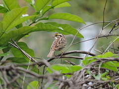 Emberiza chrysophrys