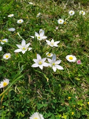 Ornithogalum umbellatum