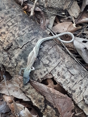Takydromus wolteri
