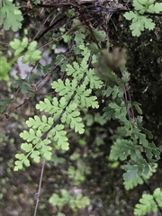 Cheilanthes chusana