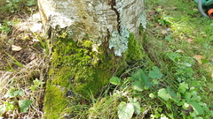 Bryopsida