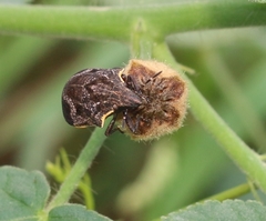 Hotea curculionoides