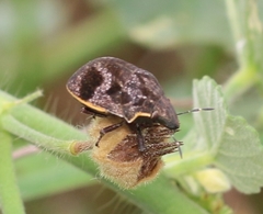 Hotea curculionoides