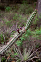 Praecereus euchlorus