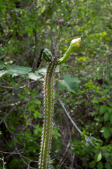 Praecereus euchlorus