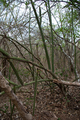 Praecereus euchlorus