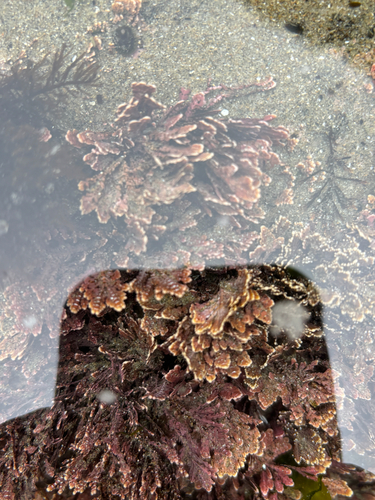 Bossiella plumosa, 2026-05-25
