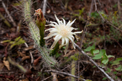 Praecereus euchlorus
