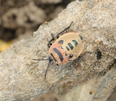 Coridius ianus