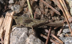 Tetrix subulata