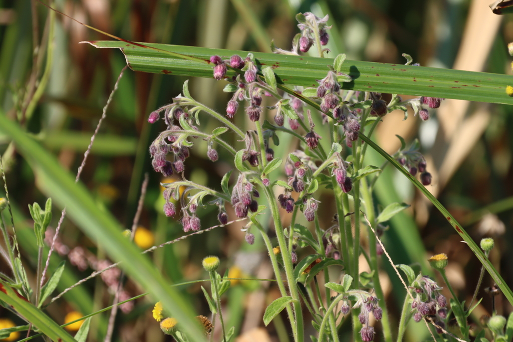Blumea axillaris; photograph (c) Tony Rebelo, some rights reserved (CC BY-SA)