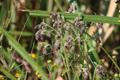 Blumea axillaris
