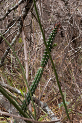 Praecereus euchlorus