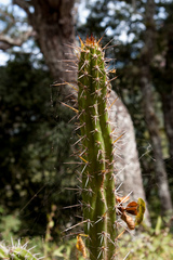 Praecereus euchlorus