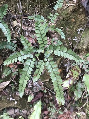 Adiantum flabellulatum