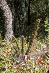 Praecereus euchlorus