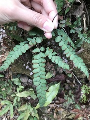 Adiantum flabellulatum