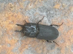 Xiphodontus antilope