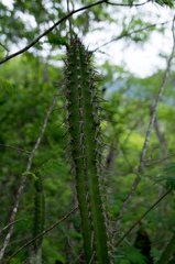 Praecereus euchlorus