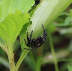 Carrhotus viduus