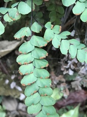 Adiantum flabellulatum