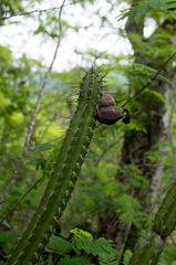 Praecereus euchlorus