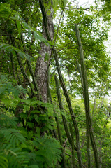 Praecereus euchlorus