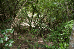 Praecereus euchlorus