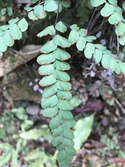 Adiantum flabellulatum