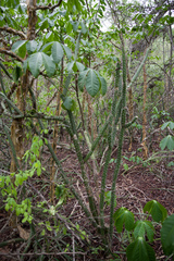 Praecereus euchlorus